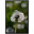 Black Framed selected