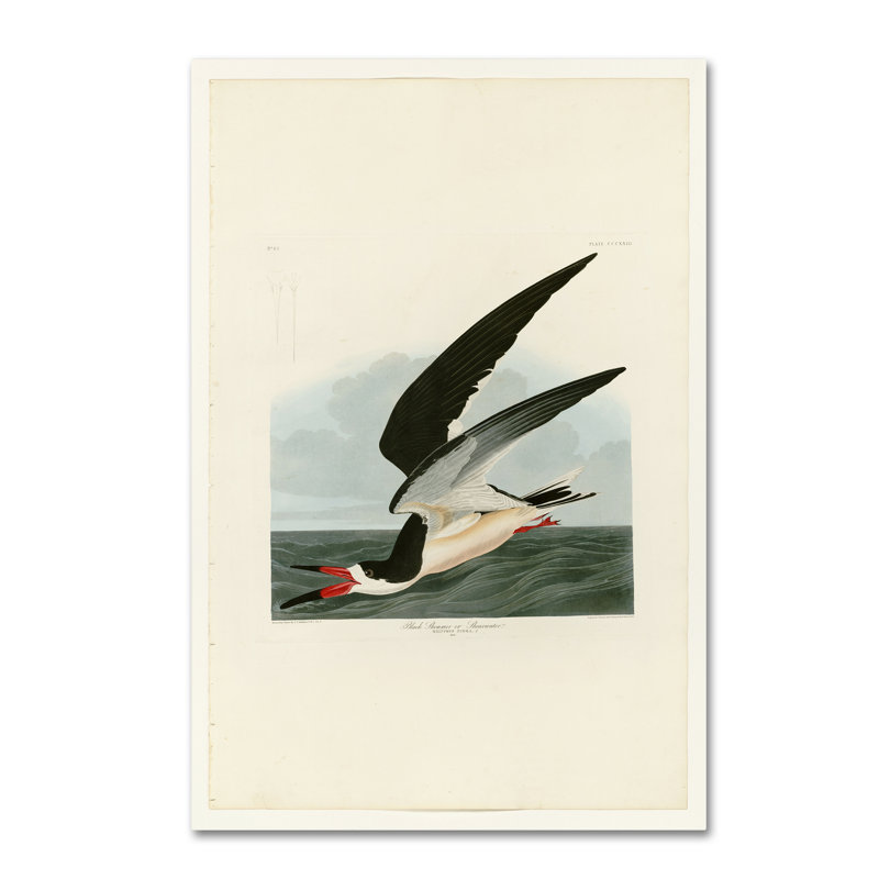 « black reproduction » par john james audubon, reproduction sur toile tendue, H 19 po x l 12 po