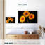 Trois marguerites Harnek sur fond sombre-108136811