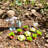 Greenhouse and Garden Dollhouse Furniture