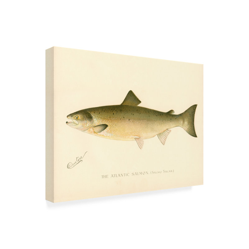 «The Atlantic Salmon», impression sur toile tendue, H 14 po x l 19 po x P 2 po
