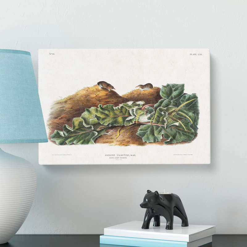 Least Shrew by J.W. Audubon - Wrapped Canvas Art - Wrapped Canvas, 35cm H x 50cm W x 3cm D