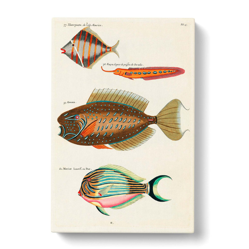 East Indies Fish Illustrations Fol. 13 by Kawanabe Kyosai - Wrapped Canvas, 60cm H x 40cm W x 3cm D
