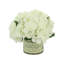 White Hydrangea Arranged In A French Labeled Glass Vase