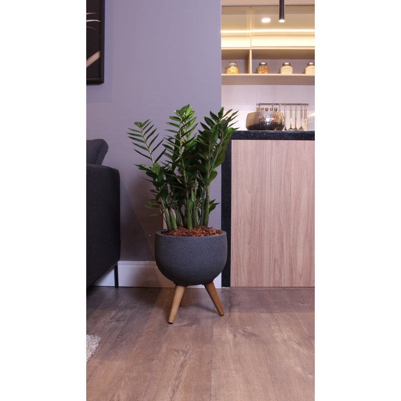 Pot à fleurs en plastique Lawrenceville, Gris anthracite