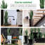 35 plantes