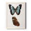 "Erwann Antique Blue Butterflies IV", reproduction d'art sur toile-88378672-88378673