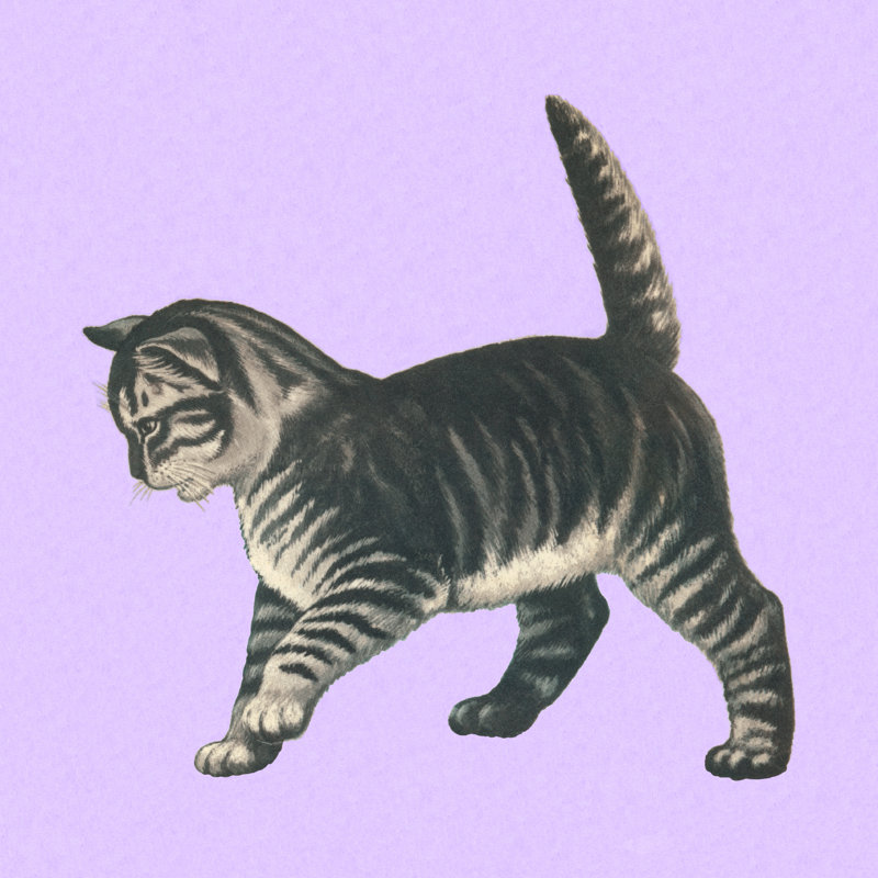 Grey Cat by CSA Images - No Frame Art Prints on Canvas, 76cm H x 76cm W