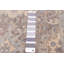 Tapis oriental gris foncé en laine noué à la main 5 pi 10 po x 8 pi 8 po Peshawar