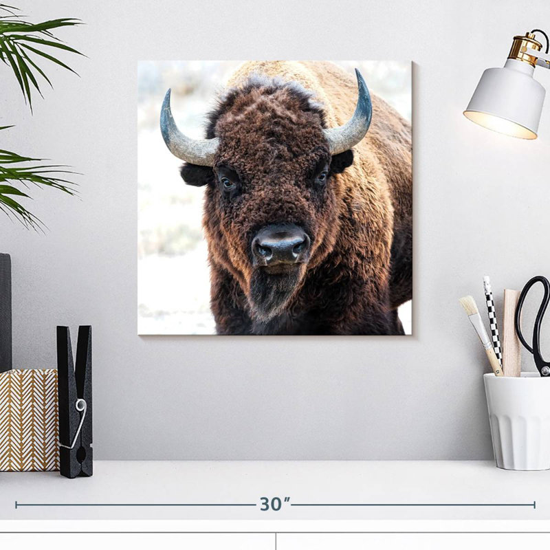 Bison d'Amérique - un trésor national, H 16 po x l 16 po