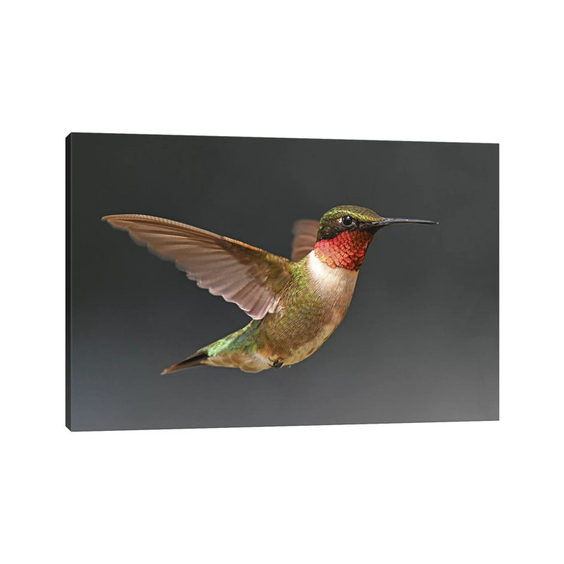 «Hummer in Flight» par Brian Wolf - reproduction de photo, Aucun mat, Toile tendue, H 12 po x l 18 po x 1,5 po