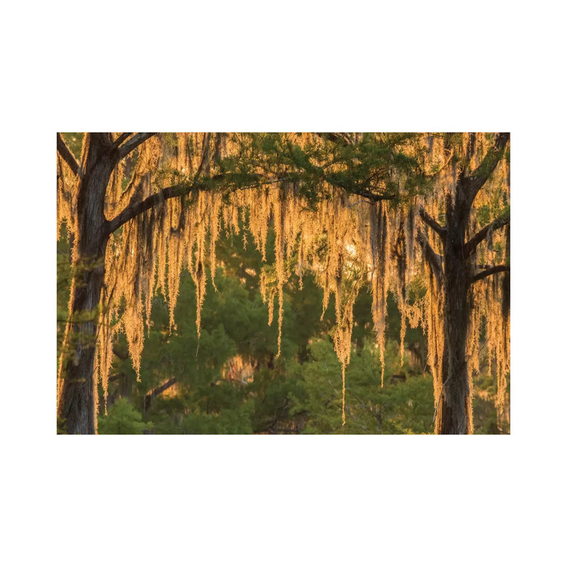 USA, Louisiana, Atchafalaya National Wildlife Refuge. Sunrise On Swamp. by Jaynes Gallery - Wrapped Canvas Print