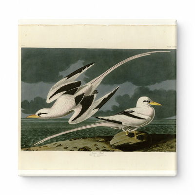 «Tropic Bird», planche 262 (1838) - art mural carré sur toile