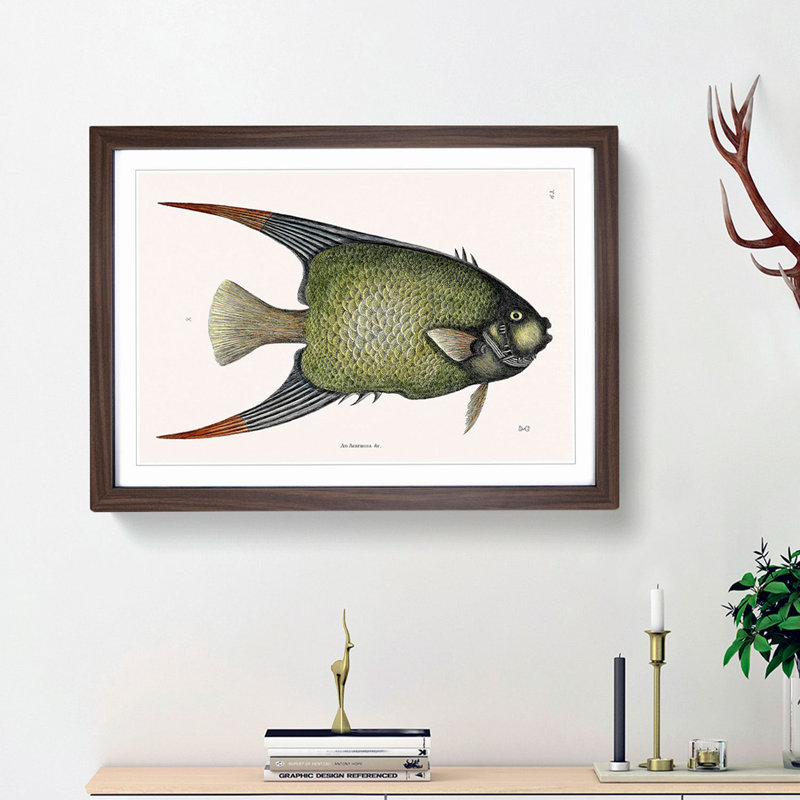 Angel Fish by Mark Catesby - Single Picture Frame Painting, 33cm H x 45cm W x 2cm D, Walnut Framed