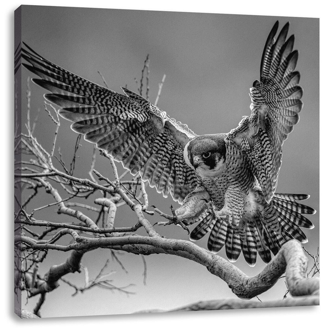 Leinwandbild Falcon Landing on Bare Branch