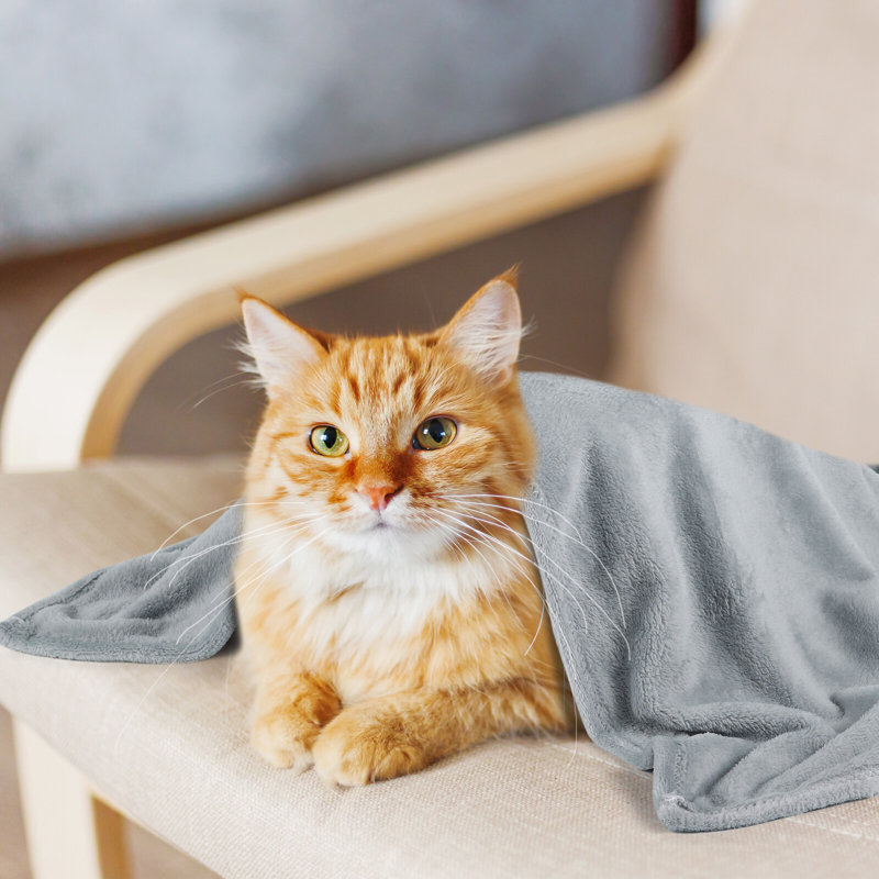 Paquet de 2 grandes couvertures pour animaux de compagnie (39 po x 27 po) - Molleton ultra doux et moelleux, jetables pour chien et chat lavables