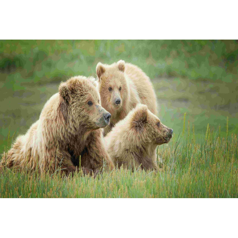 Bear Life, H 8 po x l 12 po