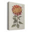 «Vibrant Mums III», impression sur toile tendue-793184669