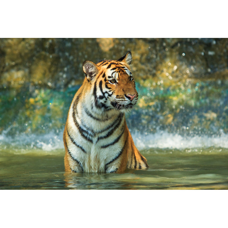 Tiger Playing - Wrapped Canvas Print, 61cm H x 91cm W x 3.8cm D