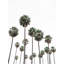 Tall Tropical Palms by Josie George — Landscape Wall Art-249840404-249840415-249840620