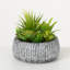 Plante grasse artificielle Darwen