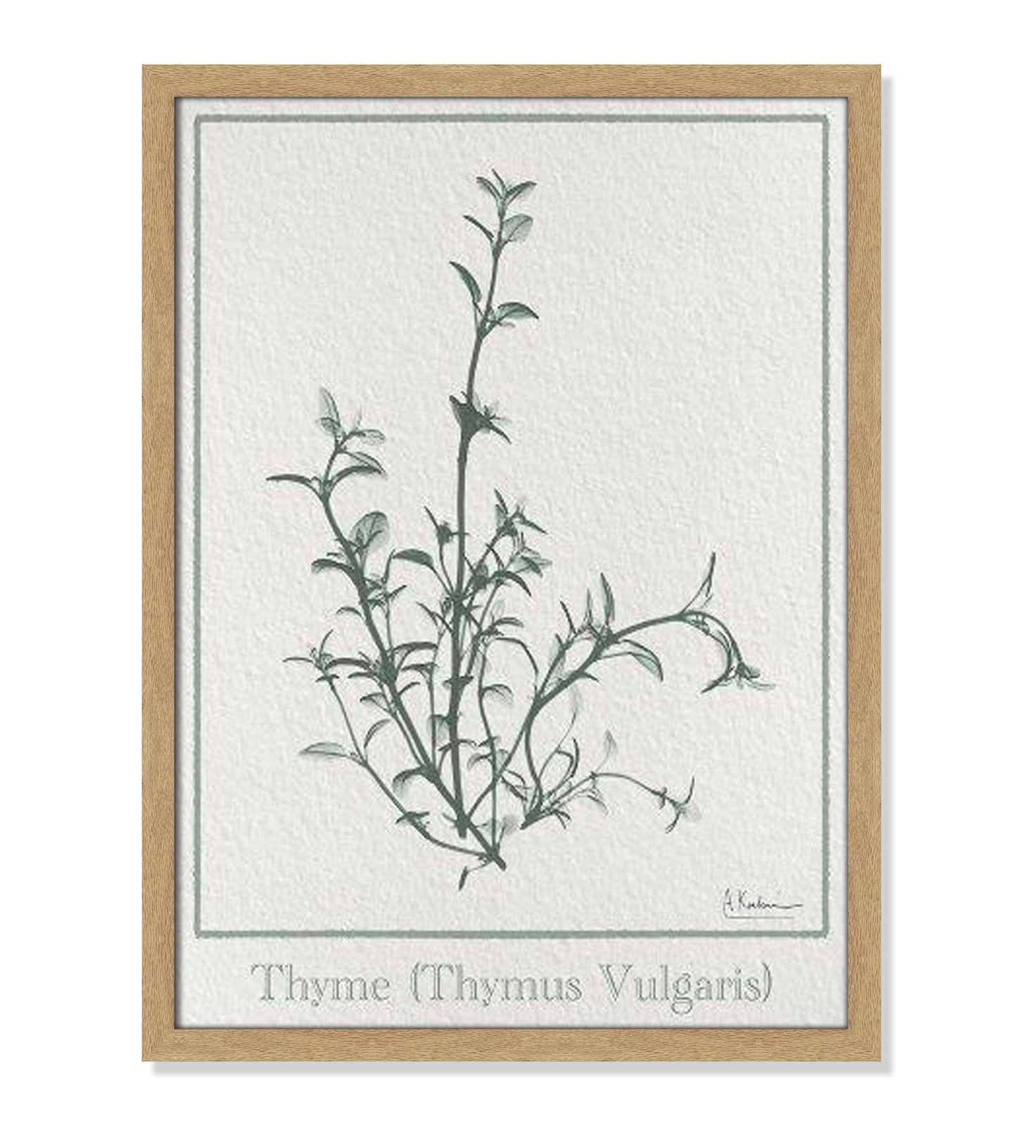 Jeanette "Thymus Vulgaris" Print, 23" H x 17" W x 1.25" D, Natural Framed Paper