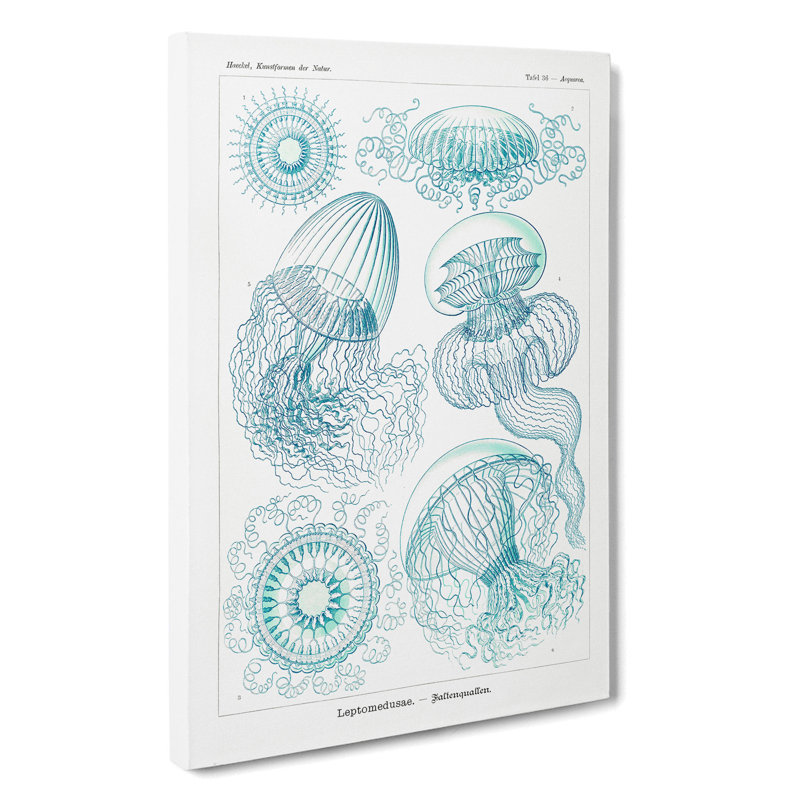 Leptothecata Jellyfish by Ernst Haeckel - Wrapped Canvas Print, 76cm H x 50cm W x 3cm D