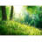 Spring Nature Beautiful Landscape Green Grass And Trees-88769723