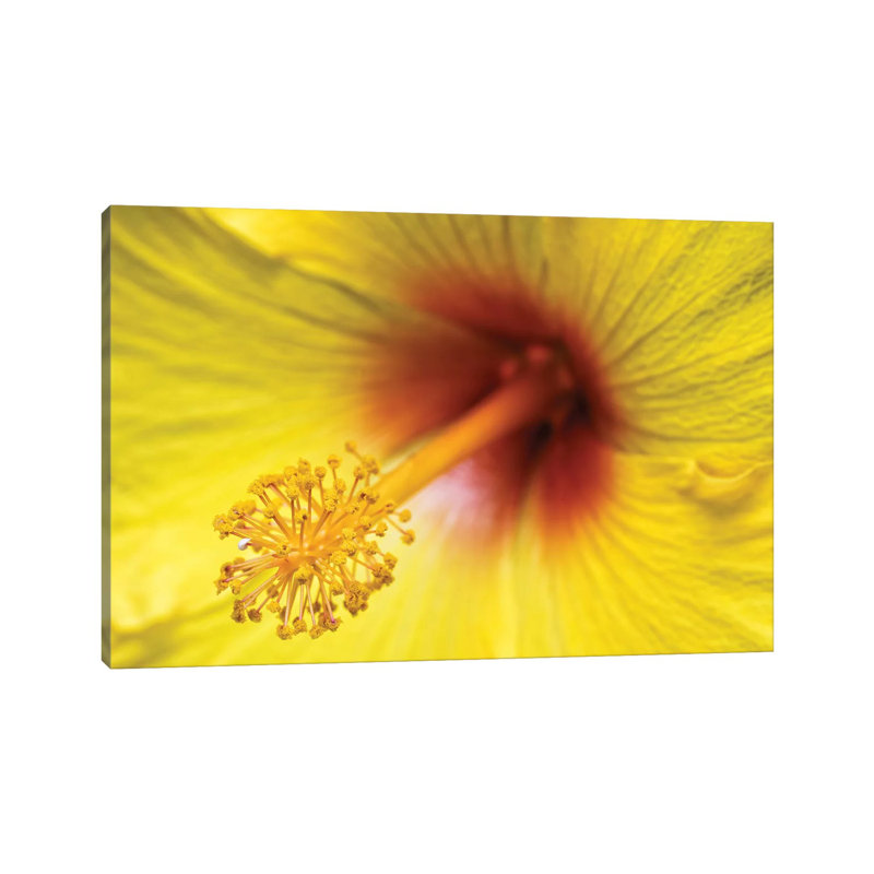 Flower II by Glauco Meneghelli - Gallery-Wrapped Canvas Giclée on Canvas, Wrapped Canvas, 66.04 cm H x 45.72 cm W
