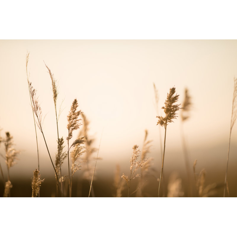 "Marsh Grass No.2" par Crystal, H 48 po x l 72 po