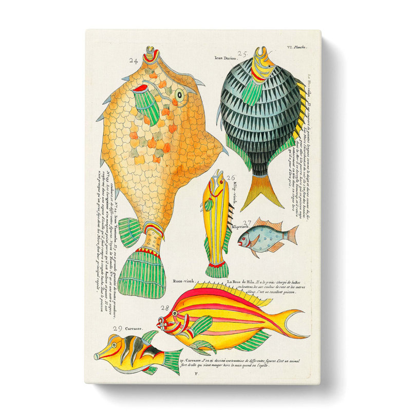 East Indies Fish Illustrations VI by Louis Renard - Wrapped Canvas, 76cm H x 50cm W x 3cm D