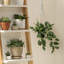 43.9cm Faux Plant