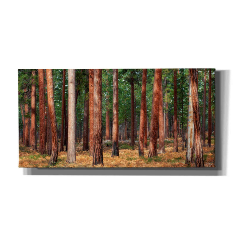 «Ponderosa Trunks» par Thomas Haney, estampe numérique sur toile, H 30 po x l 60 po x P 1,5 po