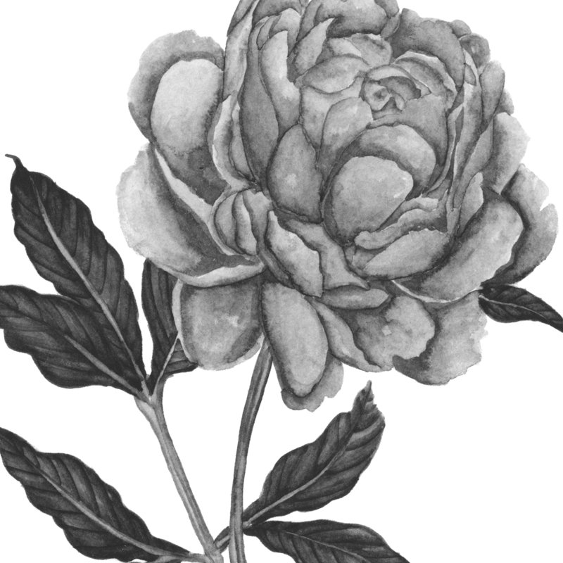 Flowers In Grey IV - Wrapped Canvas Print, 91cm H x 91cm W