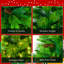 Arbre de Noël herbe 6 pi, grandes branches de pin, ensemble pré-éclairé avec arbre et guirlande et couronne, arbre de Noël artificiel avec pommes de pin, arbre de Noël à charnières, pour la fête des Fêtes