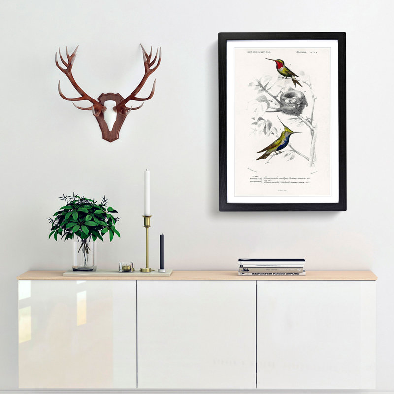 Bird Illustrations PL. 5D by Charles D' Orbigny - Single Picture Frame Painting, 63cm H x 45cm W x 2cm D, Black Framed