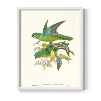 «Lime & Cerulean Parrots II», reproduction encadrée - bois massif
