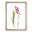 Pink Gladiolus Flowers by Pierre-Joseph Redoute - Picture Frame Painting Print-55584172-55584168