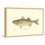 «Bass», reproduction encadrée-18742125