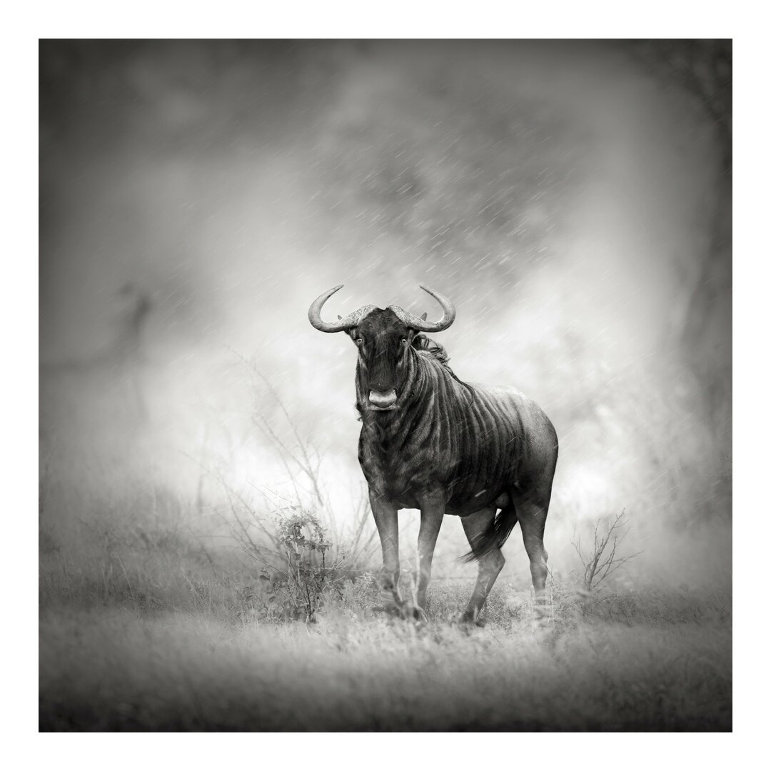 Fototapete Staring Wildebeest