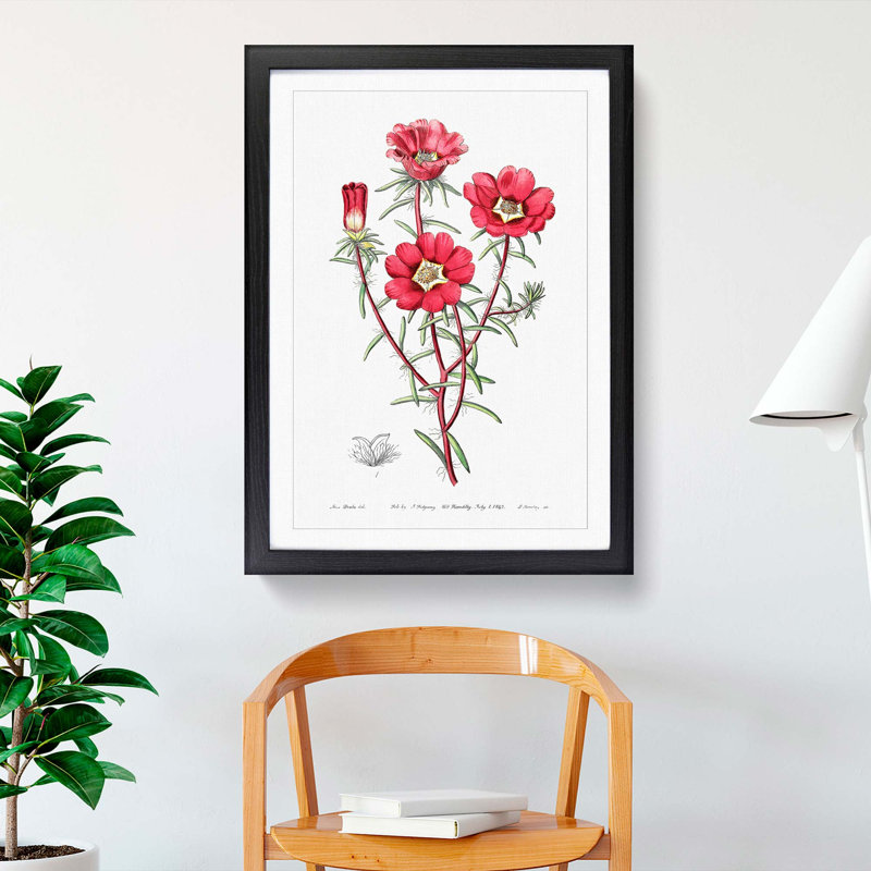 Pink Rose Moss Flowers - Framed Print, 48cm H x 36cm W x 2cm D, Black Framed