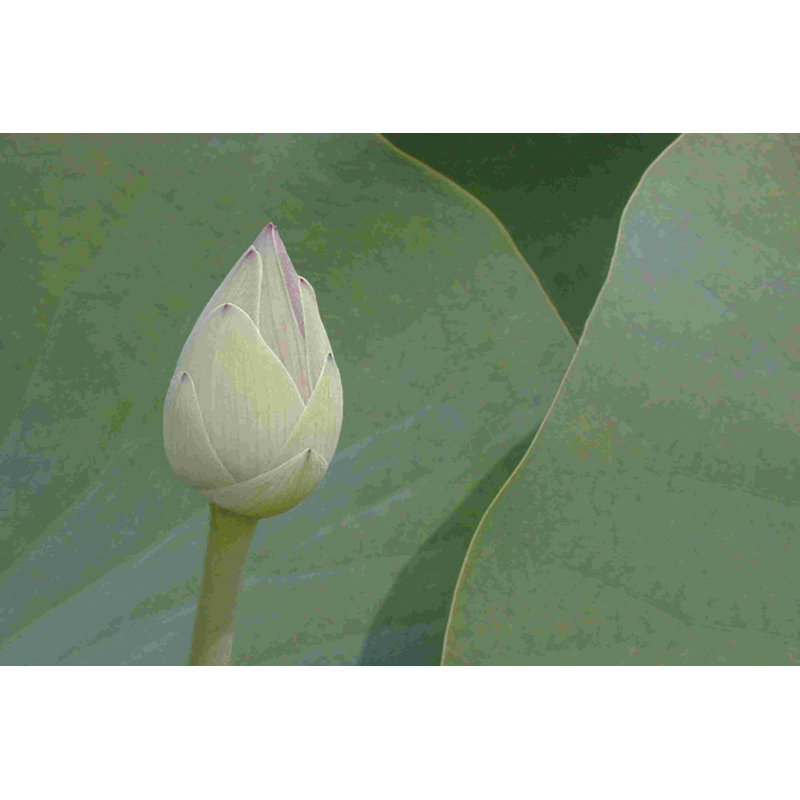 Lotus Détail VII, H 24 po x l 36 po