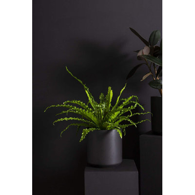 Pot à fleurs en céramique Parsons