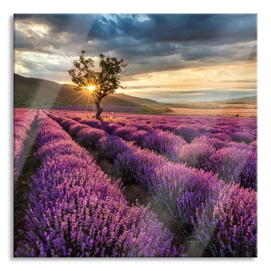 Glasbild Lavendel in der Provence mit einem Baum