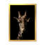Gros plan sur une girafe sur fond noir-1102965943-1102965946