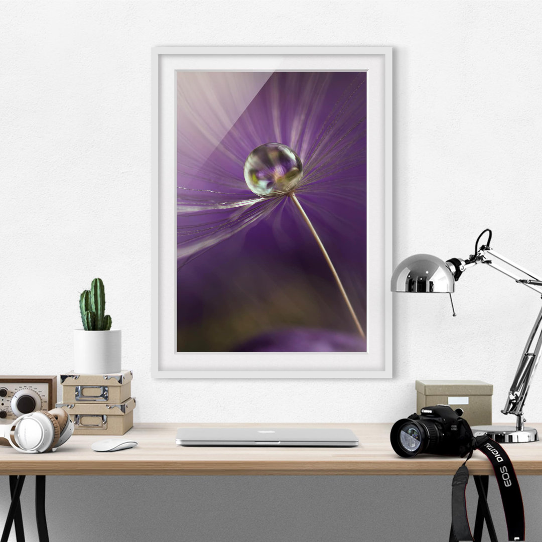 Gerahmter Fotodruck Dandelion in Violet