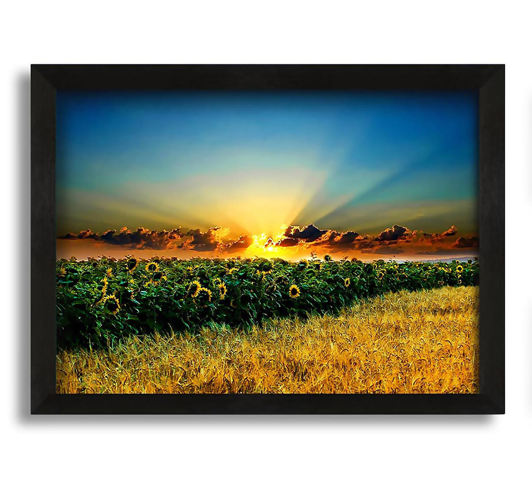 Gerahmtes Leinwandbild Sunflower Field Sunset