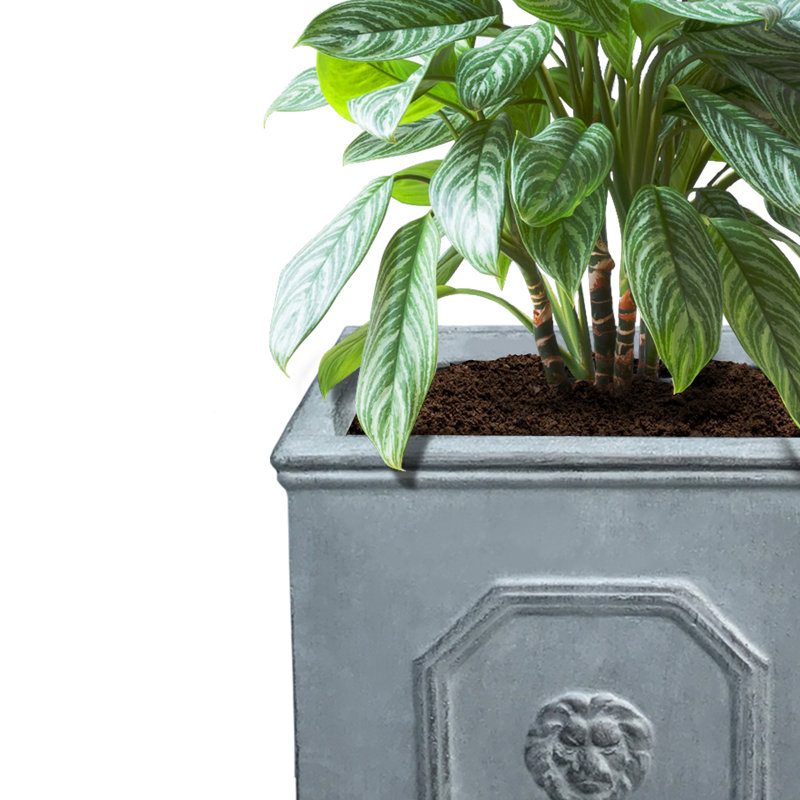 Antique Gray Concrete Lion Head Square Planter Set