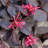 2.5 Quart Purple Pixie Loropetalum - Low-growing Evergreen Shrub with Purple Foliage