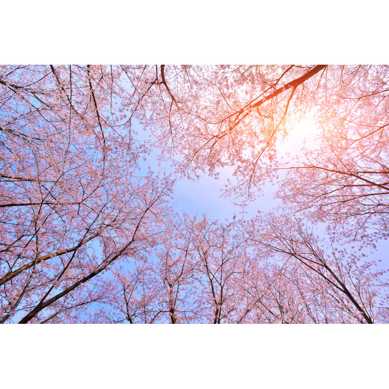 Pink cherry blossoms, 81cm H x 122cm W